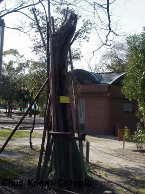 Chuo Koen: Catapla Tree