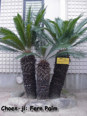 Choen-ji: Fern Palm (left)