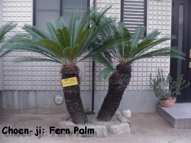 Choen-ji: Fern Palm (right)