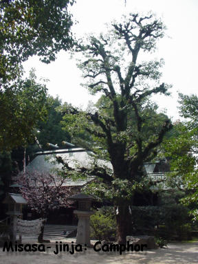 Misasa-jinja: Camphor tree