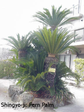 Shingyo-ji: Japanese Fern Palm