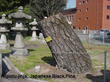 Nigistu-jinja: Japanese Black Pine