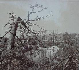 Shukkeien in 1945: the large tree is the Ginkgo