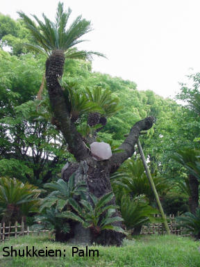 Shukkeien: Giant Palm (Japanese fern palm)