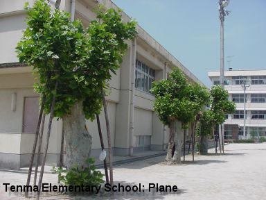 Tenma Elementary School Plane Trees x3