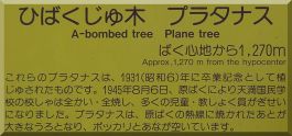 Plane Tree Plaque
