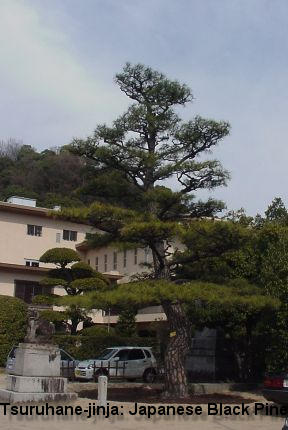 Tsuruhane-jinja: Japanese Black Pine