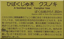 Canon Elementary School Camphor trees plaque