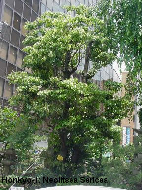 Honkyo-ji: Neolitsea Sericea  tree