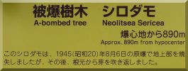 Honkyo-ji Neolitsea Sericea plaque