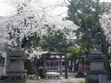 Ikari-jinja: Cherry Blossom