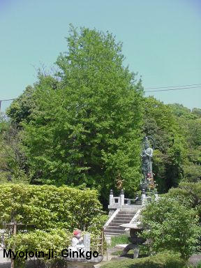 Myojoin-ji:  Ginkgo tree