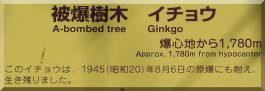 Myojoin-ji:  Ginkgo tree plaque