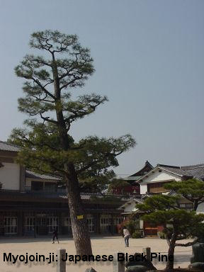 Myojoin-ji Japanese Black Pine