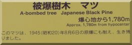 Myojoin-ji Japanese Black Pine plaque