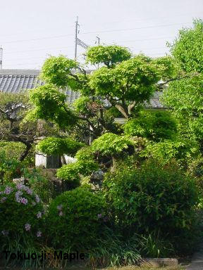Tokuo-ji: Maple tree