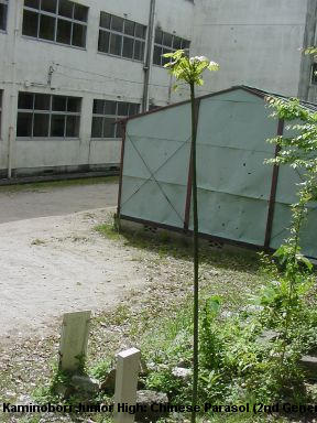 Kami-nobori-cho Junior High: 2nd generation Chinese Parasol