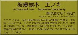 Kami-nobori-cho Junior High: Hackberry plaque