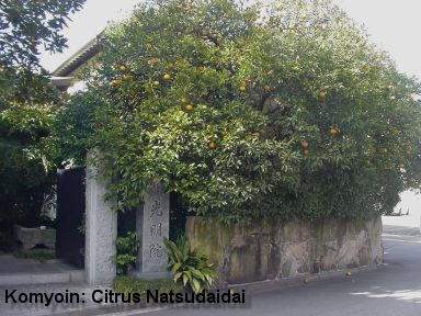 Komyoin: Citrus Natsudaidai
