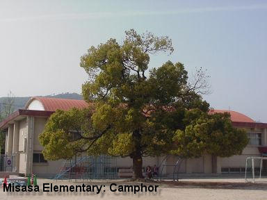 Misasa Elementary School: Camphor