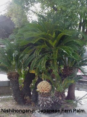Nishihongan-ji: Japanese Fern Palm