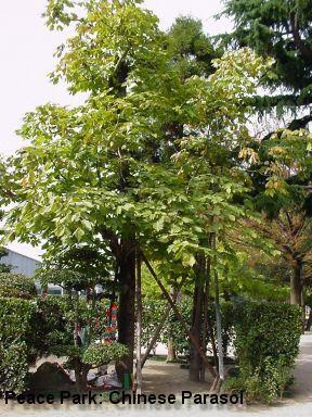 Peace Park: Chinese Parasol