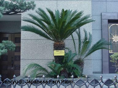 Senryu-ji: Japanese Fern Palm