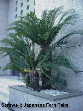 Myojoin-ji: Japanese Fern Palm