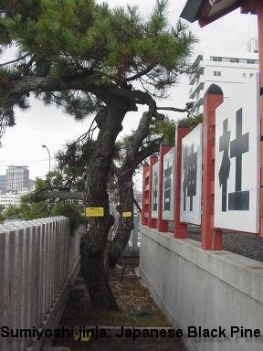 Sumiyoshi-jinja: Japanese Black Pines