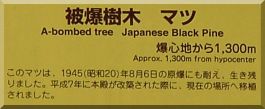 Sumiyoshi-jinja: Japanese Black Pines plaque