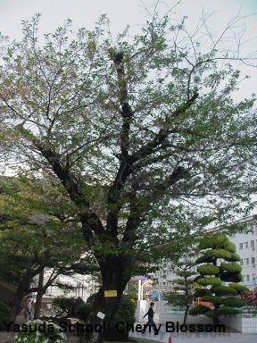 Yasuda School: Cherry Blossom