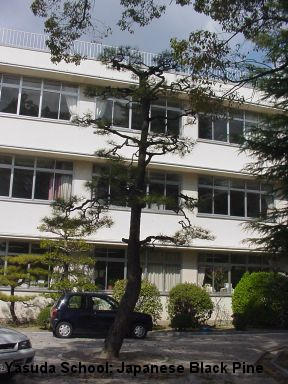 Yasuda School: Japanese Black PIne