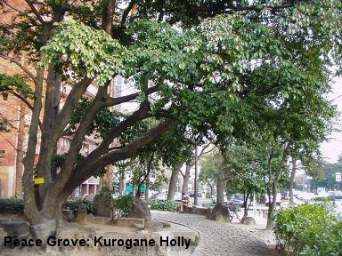 The Grove: Kurogane Holly