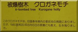 The Grove: Kurogane Holly plaque