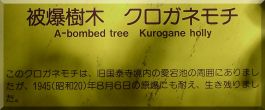 The Grove: Kurogane Holly plaque