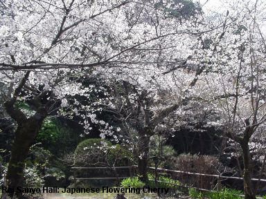 Rai Sanyo Buntokuden Hall: Cherry blossom