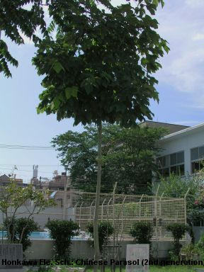 Honkawa Elementary School: Chinese Parasol 2nd Generation