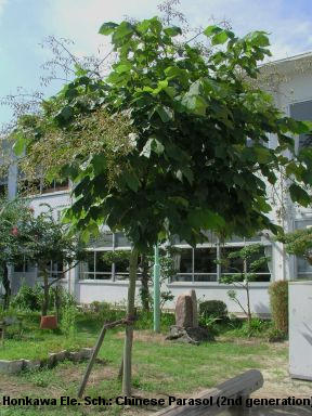 Honkawa Elementary School: Chinese Parasol 2nd Generation