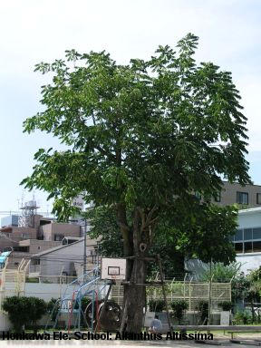 Honkawa Elementary School: Ailanthus Altissima, known as the 'tree of heaven'.