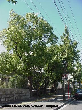 Senda Elementary School: 4 Camphor trees