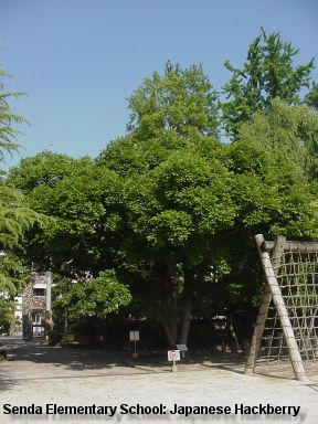Senda Elementary School: Japanese Hackberry tree