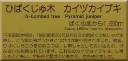 Senda Elementary School: Pyramid Juniper trees plaque 1