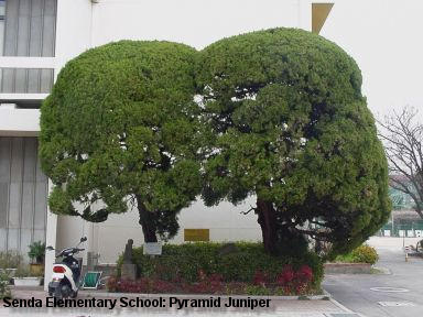 Senda Elementary School: Pryamid Juniper trees