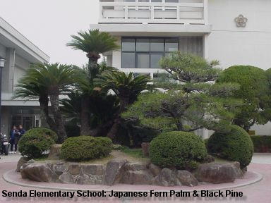Senda Elementary School: Japanese Fern Palm on left