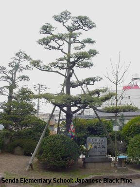 Senda Elementary School: Japanese Black Pine by the roundabout